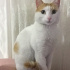 Pamuk