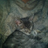 Duman