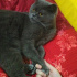 Laisy