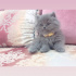 Pamuk