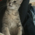 Duman