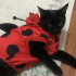 Zeytin