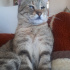 Maya