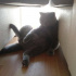 Duman