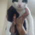 Peloş