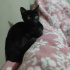 WEBO