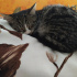 zeytin