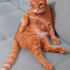 Kedi