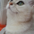 PAMUK