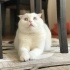 boncuk