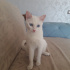 Pamuk