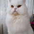 Pamuk