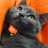 Duman