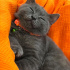 Duman