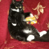 Zeytin