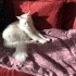 Pamuk