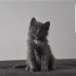 Kedi