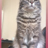 Pokş