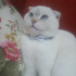 Pamuk