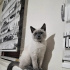 Pamuk