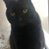 zeytin