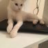Pamuk