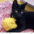 Zeytin