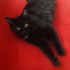 Zeytin