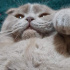 Bolshoi
