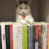 Pamuk