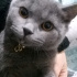 ARES