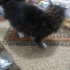Zeytin