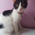 Sinem Zeytin