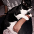 Pamuk
