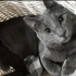 Duman