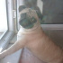 Richi