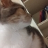 Limon