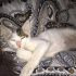 Pamuk