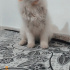 Boncuk
