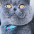 Ares