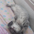 duman