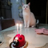 Pamuk
