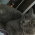 Duman