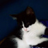 Pamuk