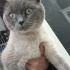 Duman