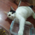 Pamuk