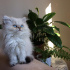 Shifu