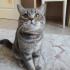 Bulut