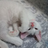 Şila