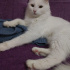 Pamuk